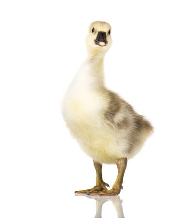 Cute little newborn fluffy gosling. One young goose isolated on a white background. Nice geese big bird.の写真素材