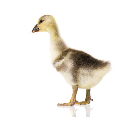 Cute little newborn fluffy gosling. One young goose isolated on a white background. Nice geese big bird.の写真素材