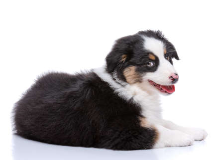 Beautiful happy Australian shepherd puppy dog lying on floor and looking at camera, isolated on white backgroundの写真素材
