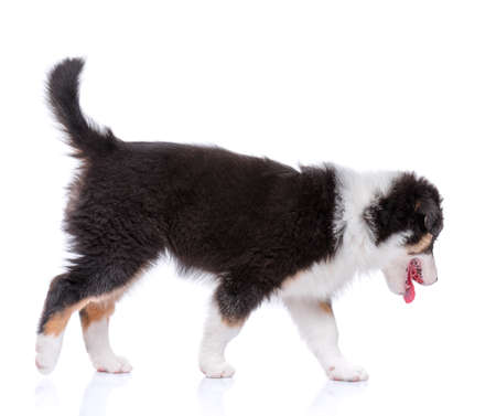 Playful Australian Shepherd purebred puppy, 2 months old looking away. Happy black Tri color Aussie dog, isolated on white background.の写真素材