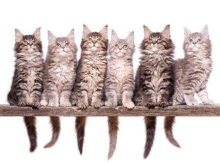 Family group of six fluffy beautiful Maine Coon kittens. Cats isolated on white background. Portrait of beautiful domestic kitty.の写真素材