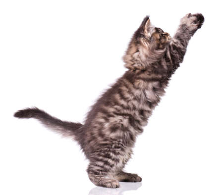 Maine Coon kitten 2 months old. Cat isolated on white background. Portrait of beautiful domestic kitty.の写真素材