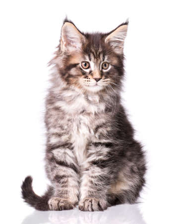 Maine Coon kitten 2 months old. Cat isolated on white background. Portrait of beautiful domestic kitty.の写真素材