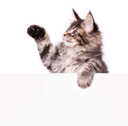 Maine Coon kitten holding sign or banner. Funny pet cat showing placard with space for text. Beautiful domestic kitty with blank board, isolated on white background.の写真素材