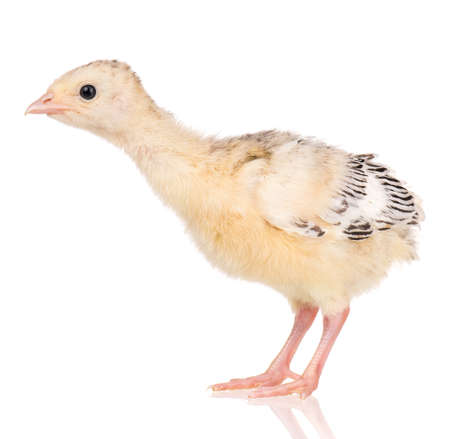 Cute little newborn chicken turkey, isolated on white background. One young nice big bird.の写真素材