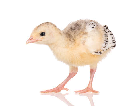 Cute little newborn chicken turkey, isolated on white background. One young nice big bird.の写真素材