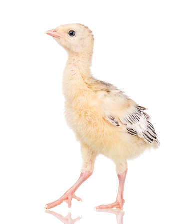 Cute little newborn chicken turkey, isolated on white background. One young nice big bird.の写真素材