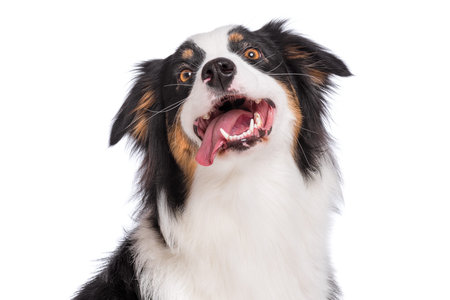 Close up portrait of cute young Australian Shepherd dog with tongue out, isolated on white...