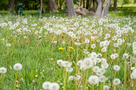 Fluffy dandelions in nature on meadow. Beautiful dandelion flowers in spring on field.の写真素材