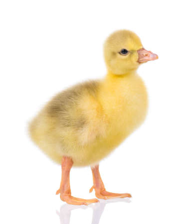 Cute little newborn fluffy gosling. One young yellow baby goose isolated on a white background. Nice geese big bird.の写真素材