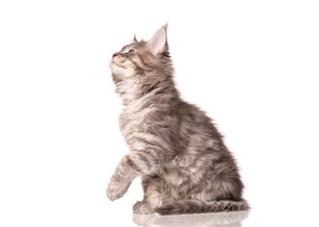 Maine Coon kitten 2 months old. Cat isolated on white background. Portrait of beautiful domestic kitty. Studio photo of gray little cat.の写真素材