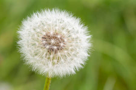 Fluffy white dandelion flower with seeds in nature on meadow. Dandelions field on spring sunny day. Blooming dandelion on green background.の写真素材