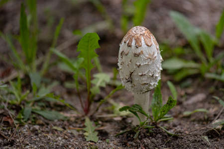 Close-up of inedible mushroom in green grass at park or forestの写真素材