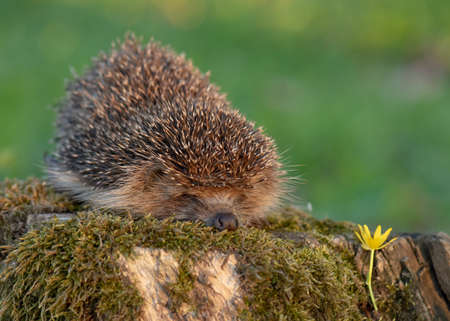 Common cute hedgehog on a stump in spring or summer forest during sunset. Young beautiful hedgehog in natural habitat outdoors in the nature.の写真素材