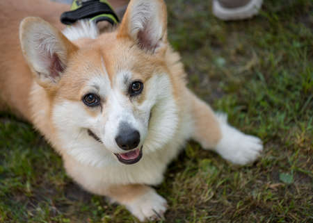 Portrait of funny adorable dog Welsh Corgi. Pets walking outdoor adventure at spring or summer park. Top view.の写真素材