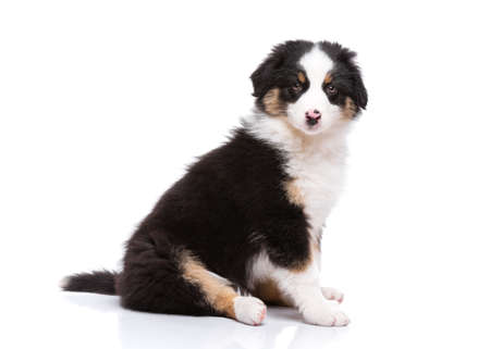 Beautiful happy Australian shepherd puppy dog is sitting frontal and looking at camera, isolated on white backgroundの写真素材