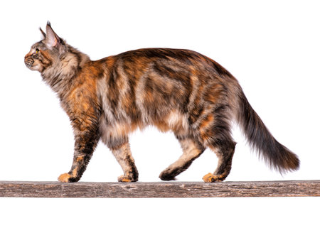 Maine Coon cat on old stick. Portrait of beautiful big adult tortoiseshell cat isolated on white background.の写真素材