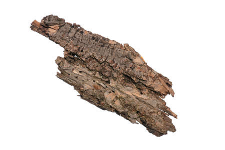 Piece of old tree bark, isolated on white background in studioの写真素材