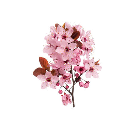 Blossoming branch with pink Cherry blossom flowers. Single spring tree branch with flowers and buds, isolated on white background. Stick tree branch from nature for design.の写真素材