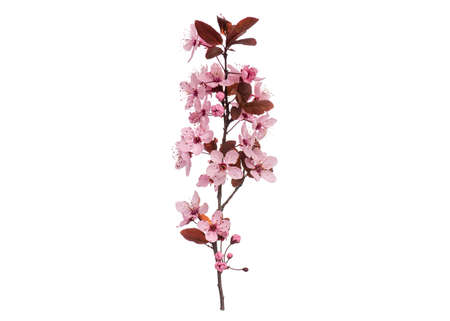 Blossoming branch with pink Cherry blossom flowers. Single spring tree branch with flowers and buds, isolated on white background. Stick tree branch from nature for design.の写真素材
