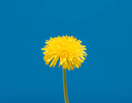 Dandelion Flower open. Yellow Flower head of dandelion disclosed. Macro shot on blue background. Spring scene in studio.の写真素材