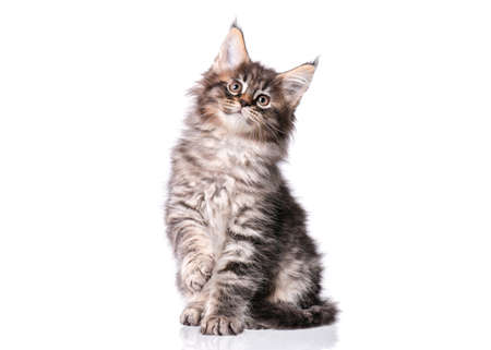 Maine Coon kitten 2 months old. Cat isolated on white background. Portrait of beautiful domestic black tabby kitty.の写真素材