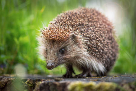 Cute common hedgehog on a stump in spring or summer forest during dawn. Young beautiful hedgehog in natural habitat outdoors in the nature.の写真素材