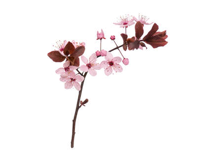 Blossoming branch with pink Cherry blossom flowers. Stick tree branch from nature for design. Single spring tree branch with flowers and buds, isolated on white background.の写真素材