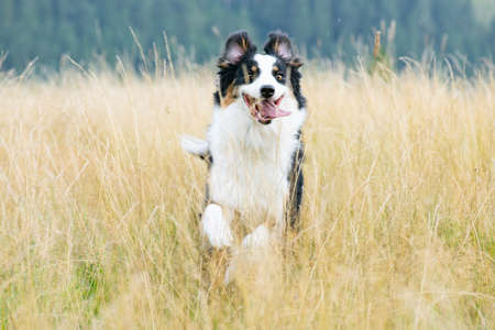 Australian Shepherd dog in autumn meadow. Happy adorable Aussie dog walking in grass field. Beautiful adult purebred Dog outdoors in nature.の写真素材
