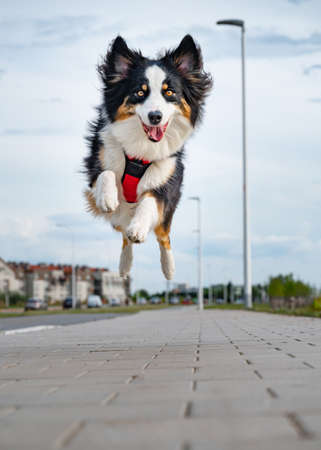 Portrait of happy run Australian Shepherd dog walking outdoors. Beautiful adult purebred Aussie Dog jump toward the camera.の写真素材