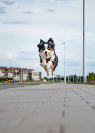 Portrait of happy run Australian Shepherd dog walking outdoors. Beautiful adult purebred Aussie Dog jump toward the camera.の写真素材