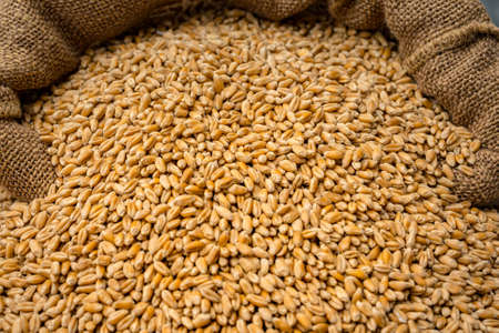 Wheat grains in sack. Close-up of cereal seeds.の写真素材