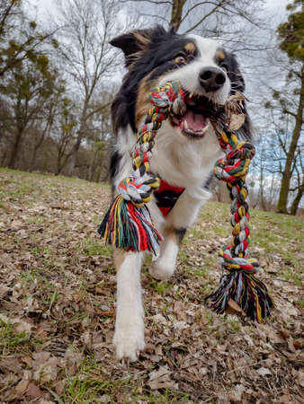 Australian Shepherd Dog playing with a toy in the spring park with the owner. Happy Aussie walks at outdoors sunny day.の写真素材