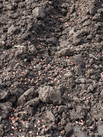 Arable land. Preparing field for planting. Plowed soil in spring time . Agricultural work.の写真素材