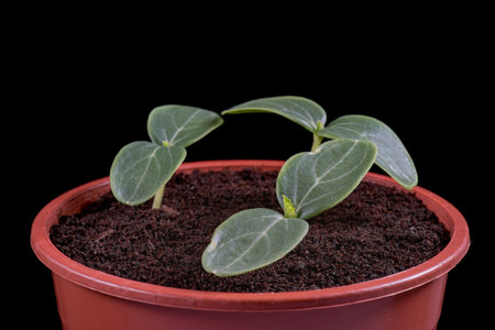 Small green cucumbers seedling in flower pot on black background. Seedling ready to be planted in the garden. Spring time.の写真素材
