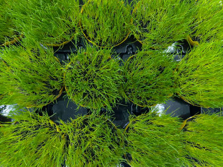 Fresh green grass in the pot, close up.の写真素材