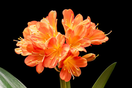 Blooming orange Amaryllis flower, isolated on black background. Beautiful Christmas Flower.