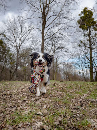 Australian Shepherd Dog playing with a toy in the spring park with the owner. Happy Aussie walks at outdoors sunny day.の写真素材