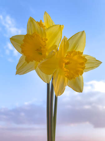 Spring flowers daffodils on a bright sunny day against blue skyの写真素材