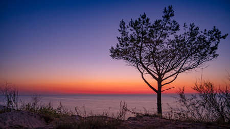 Amazing lone tree growing out of the sandy beach during sunset. Colorful landscape at sea with young pine.の写真素材