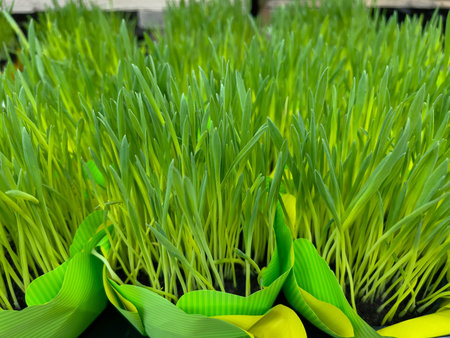 Fresh green grass in the pot, close up.