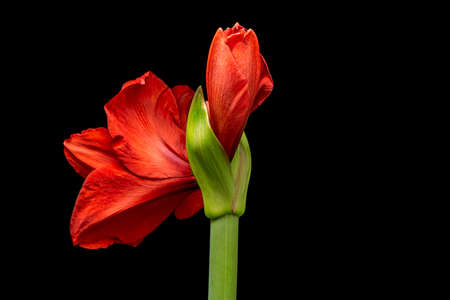 Blooming red Amaryllis flower, isolated on black background. Beautiful Christmas Flower.の写真素材