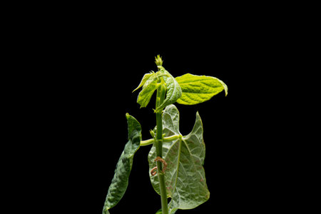 New Life of Bean seedling isolated on black background. Young green sprout in spring.の写真素材