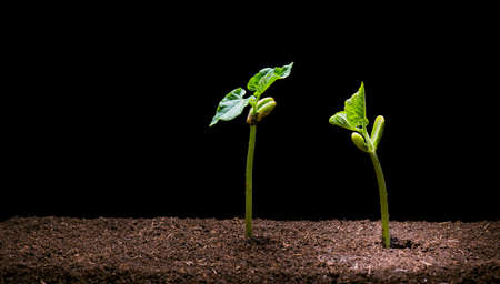 New Life of Bean seedling in brown soil isolated on black background. Sprout coming out of the ground in spring.の写真素材