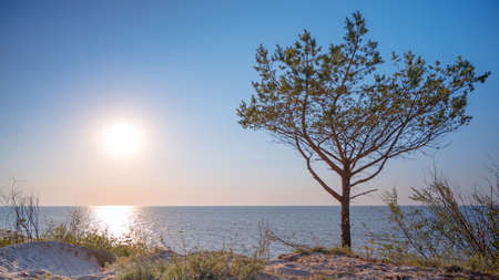 Amazing lone tree growing out of the sandy beach during sunset. Colorful landscape at sea with young pine.の写真素材