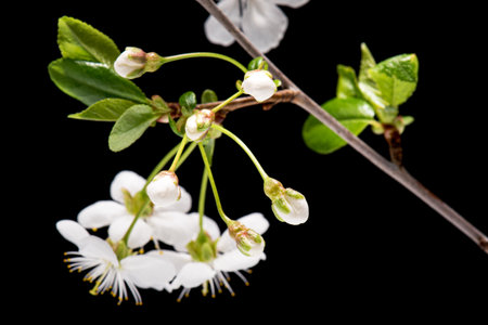 Flowering white Cherry flowers on black background. Opening Sakura flowers on branches Cherry tree...