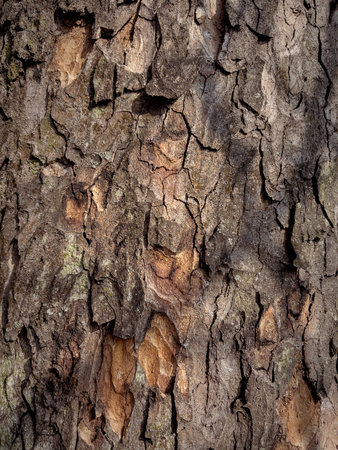 Embossed texture of the bark of tree. Pattern of natural tree bark background.