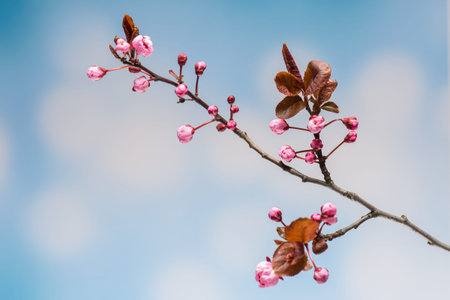 Flowering pink Cherry flowers on sblue ky background. Opening Sakura flowers on branches Cherry tree at spring.の写真素材