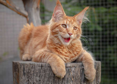 Playful ginger Maine Coon kitten lies outdoors. Big Red cat on tree.の写真素材