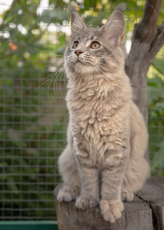 Playful gray Maine Coon kitten sitting outdoors. Big cat on tree.の写真素材